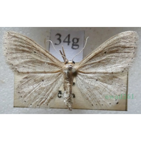 Idaea sylvestraria (Hübner, 1799) Krocznik gajowiak Czech34g